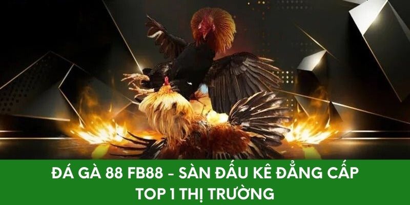 Đá Gà 88 FB88 - Sàn Đấu Kê Đẳng Cấp Top 1 Thị Trường