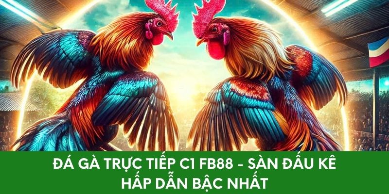 Đá Gà Trực Tiếp C1 FB88 - Sàn Đấu Kê Hấp Dẫn Bậc Nhất