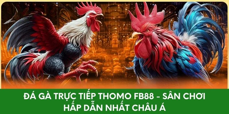 Đá Gà Trực Tiếp Thomo FB88 - Sân Chơi Hấp Dẫn Nhất Châu Á